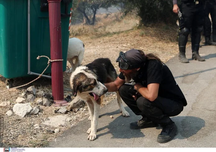 Ειδική Γραμματεία για την Προστασία των Ζώων Συντροφιάς: Οδηγίες για τον απεγκλωβισμό ζώων