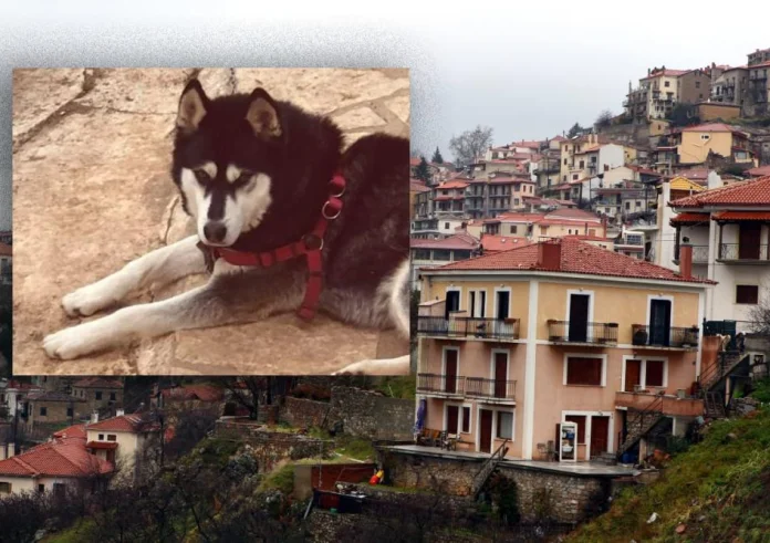 Υπόθεση Όλιβερ: «Υπάρχει συγκάλυψη και ασκήθηκε πίεση για να καταλήξουμε σε ποινική δίωξη» λέει ο δικηγόρος του κηδεμόνα του χάσκι