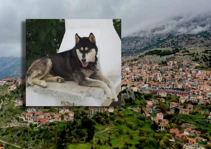 Αράχωβα: Ιδιοκτήτης του χάσκι Όλιβερ – Να βρεθεί το κτήνος που κακοποίησε μέχρι θανάτου το σκύλο μου