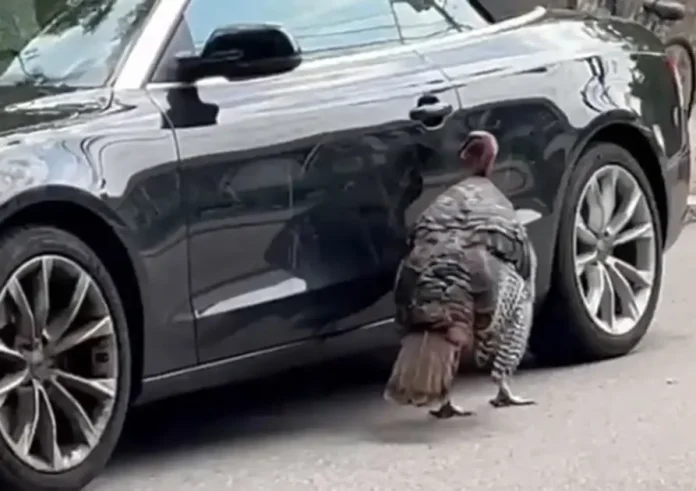 Αγριεμένη γαλοπούλα καταστρέφει ένα Audi – Απίστευτο βίντεο