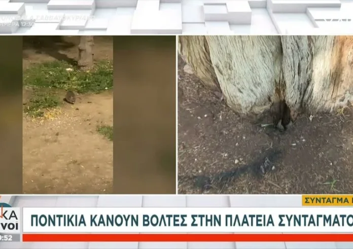 Αθήνα: Γέμισε ποντίκια η πλατεία Συντάγματος - Σε σοκ οι περαστικοί
