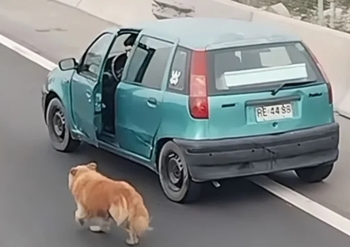 Το viral βίντεο που δείχνει οδηγούς να σώζουν σκύλο σε αυτοκινητόδρομο