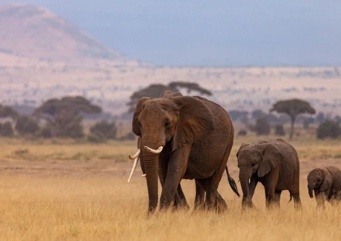 Γιατί κάποια ζώα φαίνεται να θρηνούν τους νεκρούς τους