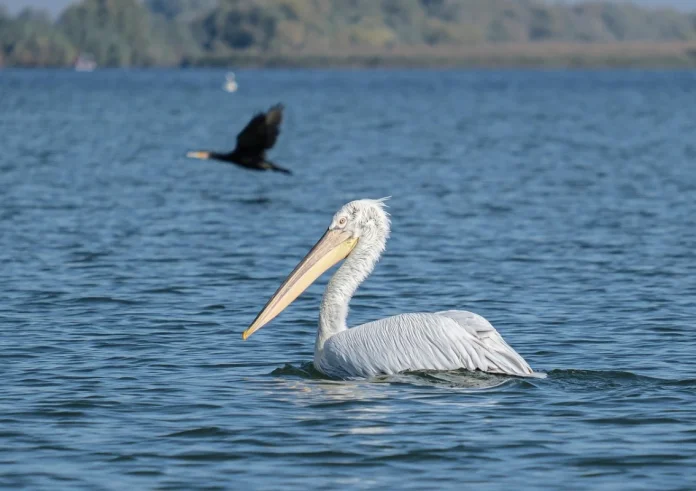 Ο ιός της γρίπης των πτηνών βρέθηκε σε νεκρό αργυροπελεκάνο στη λίμνη Κερκίνη