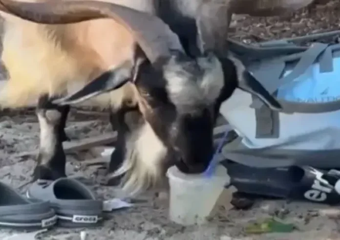 Η κατσίκα πίνει μοχίτο στην παραλία – Viral το βίντεο από την Κρήτη που έφτασε μέχρι τη Daily Mail