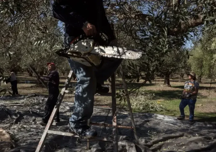Αλλάζουν όλα για τους ιδιοκτήτες ελαιόδεντρων – Πρόστιμα έως 5.000 ευρώ για όσους δεν δηλώσουν τη συγκομιδή