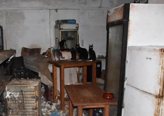 Σοκ στη Νάξο: Συνελήφθη άνδρας με 58 γάτες εγκλωβισμένες σε σπίτι