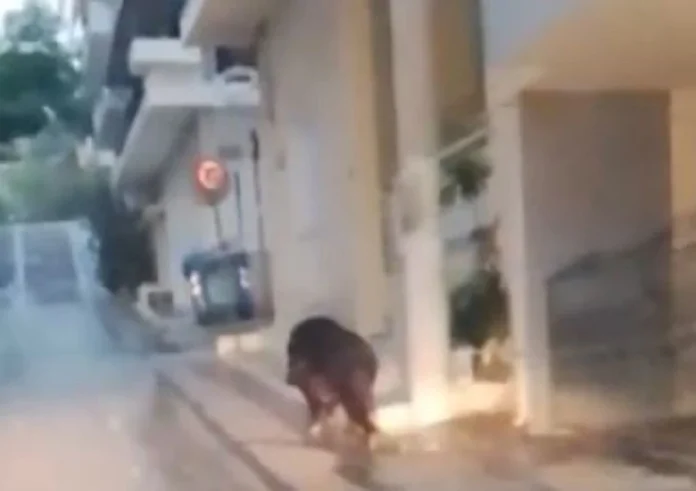 Απίστευτο περιστατικό στο Περιστέρι: Αγριογούρουνο έκανε πρωινή βόλτα στα στενά της πόλης