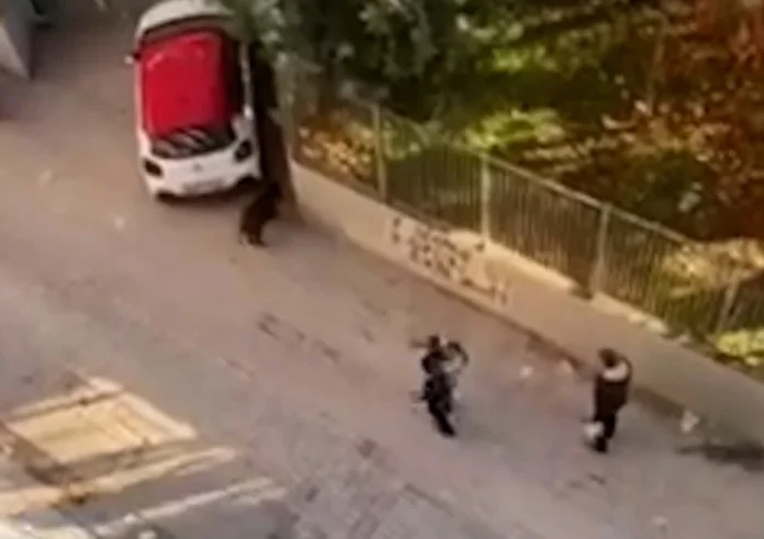 Θεσσαλονίκη: Αστυνομικοί καταδίωξαν αγριογούρουνο σε γειτονιά του Ευόσμου – Απίστευτες εικόνες σε βίντεο