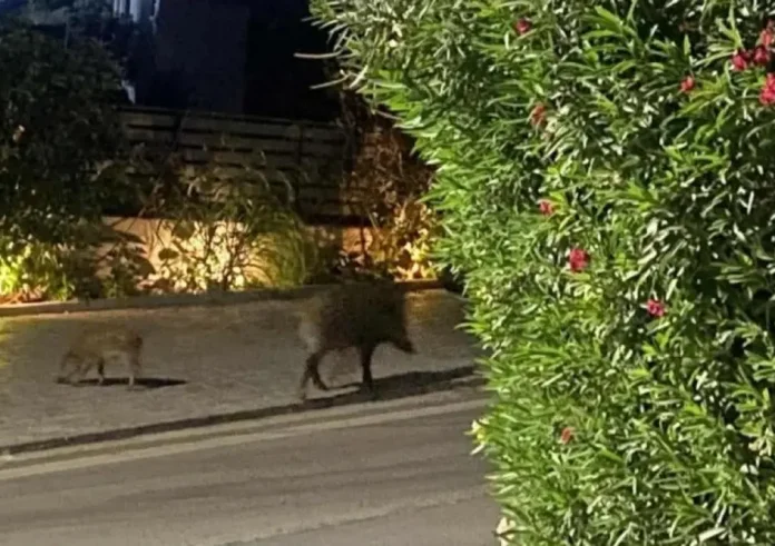 Ραφήνα: Αγριογούρουνα «κατέλαβαν» τη Λεωφόρο Μαραθώνος – Οδηγίες επιβίωσης για τους οδηγούς