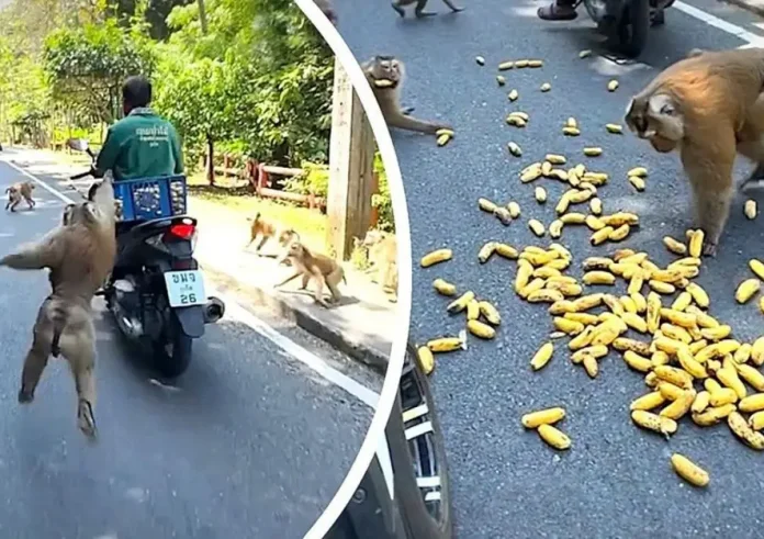 Οι «κατεργάρηδες» του Monkey Hill: Πώς μια συμμορία μαϊμούδων έστησε ενέδρα για μπανάνες