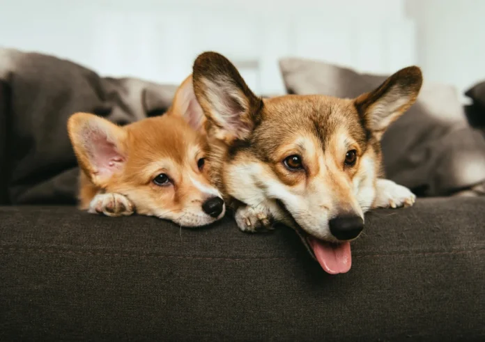 Η άγνωστη πλευρά του πολέμου – Παρατούν ή κάνουν ευθανασία στα κατοικίδιά τους στο Ντουμπάι