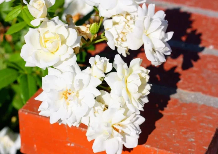 Μάρτης 'γδάρτης': Τα 3 φυτά στο μπαλκόνι που κινδυνεύουν από τις ξαφνικές εναλλαγές του καιρού και πώς να τα σώσετε