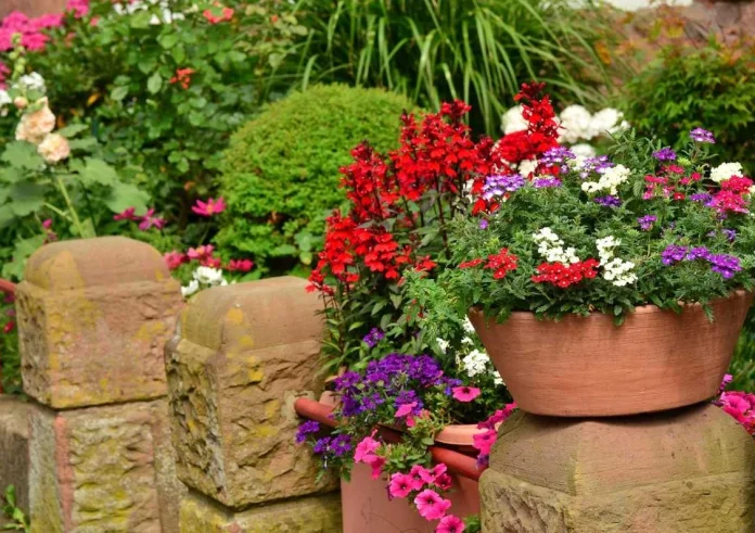 Τι να φυτέψετε τον Μάρτιο: 6 φυτά και βότανα για ένα ανθισμένο μπαλκόνι