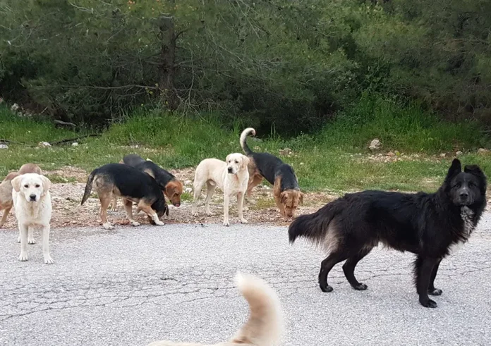 Σοβαρός τραυματισμός τουρίστριας από αγέλη σκύλων στο Λιτόχωρο: Συνελήφθη αντιδήμαρχος