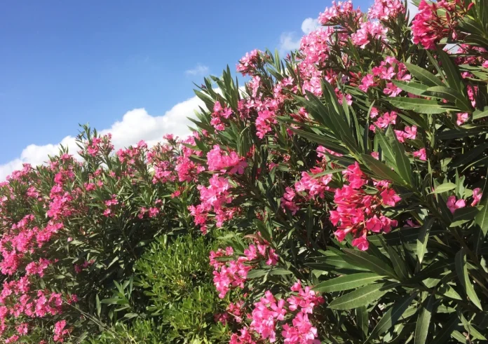 Οδηγίες του Υπουργείου Παιδείας: Προστασία από την τοξικότητα της πικροδάφνης