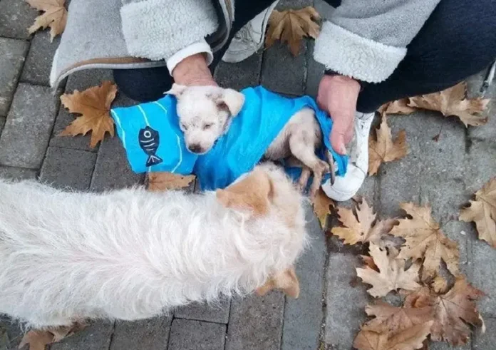 Πρόστιμο 65.000 ευρώ σε 62χρονο: Καταδικάστηκε για εγκατάλειψη κουταβιών στην Ασπροβάλτα