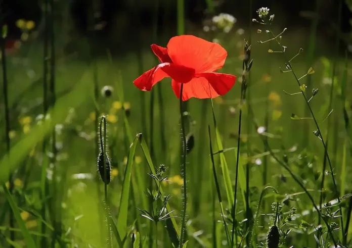 Τα τρία ζώδια που θα βιώσουν ευχάριστες αλλαγές την άνοιξη: Νέες ευκαιρίες και μεταμορφώσεις
