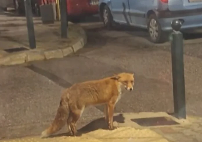 Αλεπού στη Νέα Ερυθραία: Viral βίντεο από μια απροσδόκητη βόλτα