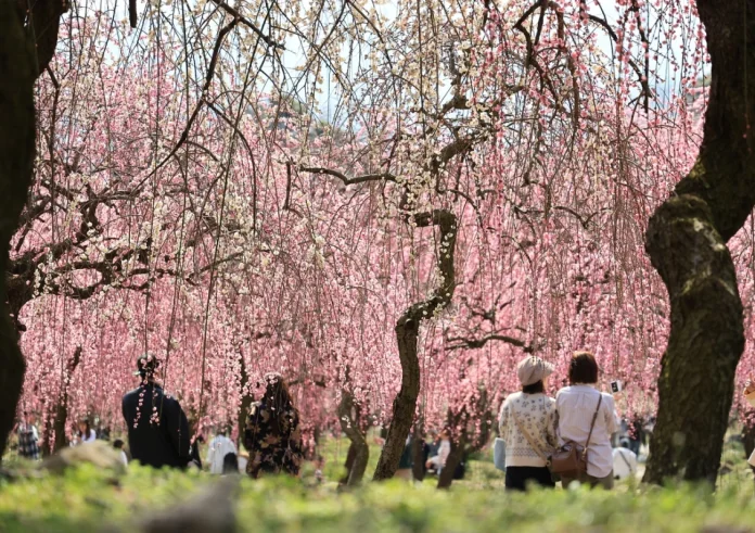 Hanami: Η ιαπωνική παράδοση που μας διδάσκει να ζούμε τη στιγμή