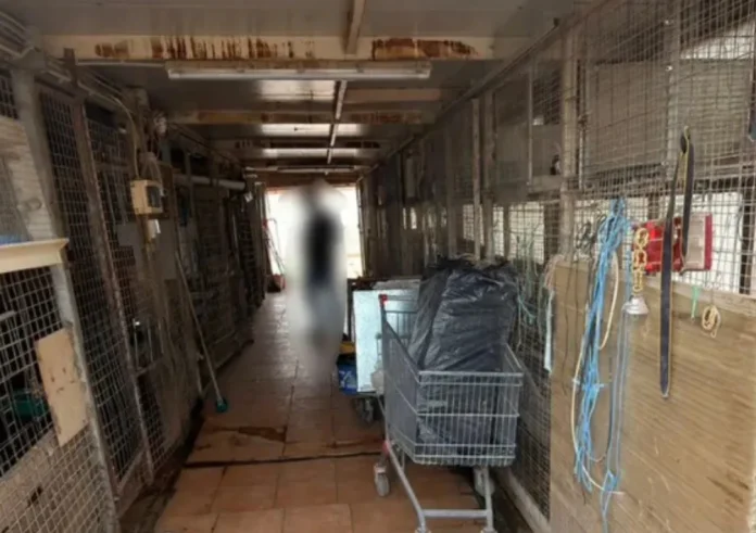 Παράνομοι στάβλοι στον 16ο όροφο: Αρχιτέκτονας διατηρούσε φάρμα στους Αμπελόκηπους