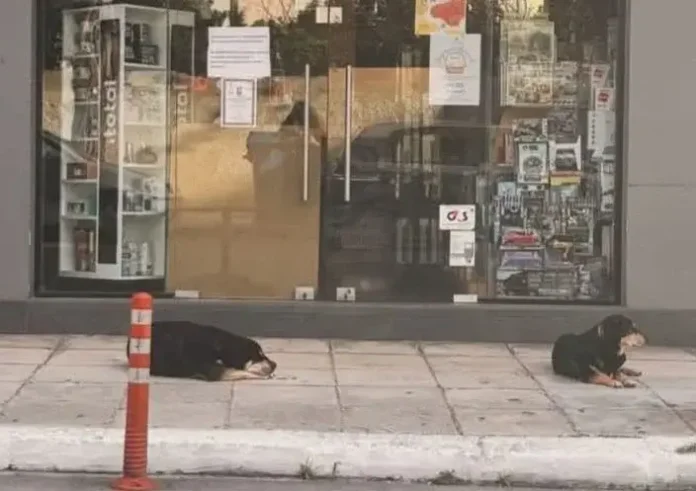 Συγκινητική εικόνα: Δύο σκύλοι περιμένουν έξω από το κλειστό κατάστημα της νεκρής ιδιοκτήτριάς τους