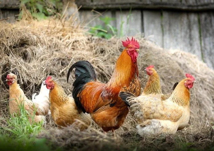 Η κότα έκανε το αυγό ή το αυγό την κότα; Tι λέει η επιστήμη;