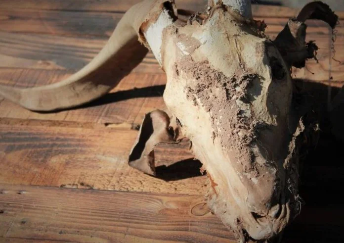 Νεκρή σε σατανιστική τελετή 34χρονη. Κρατείται 50χρονη έγκυος σε δίδυμα