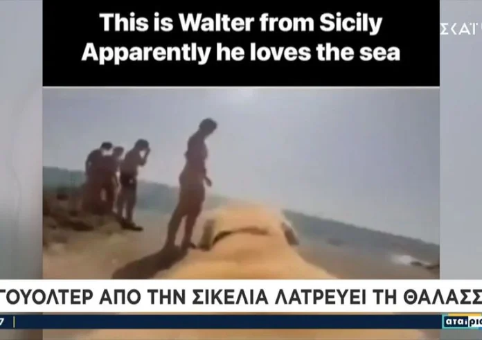 Σκύλος κάνει απίστευτο μακροβούτι και γίνεται viral