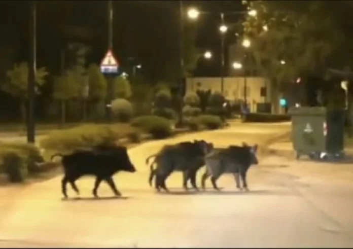 Λαμία: 14μελής οικογένεια αγριογούρουνων έκανε βόλτα στην πόλη
