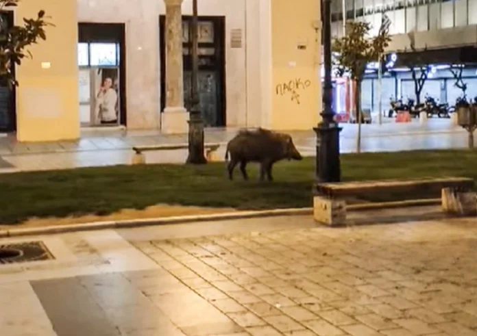 Εμφανίστηκε αγριογούρουνο στην πλατεία Αριστοτέλους. Βίντεο