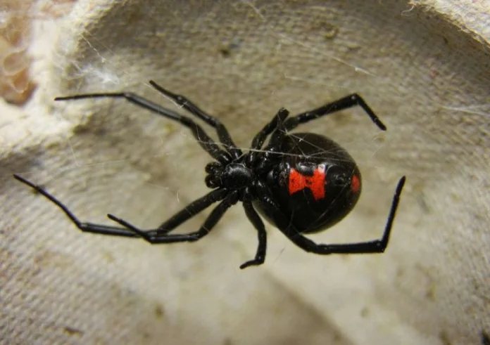 Τρίκαλα: Στο νοσοκομείο άνδρας που τσιμπήθηκε από αράχνη «μαύρη χήρα»