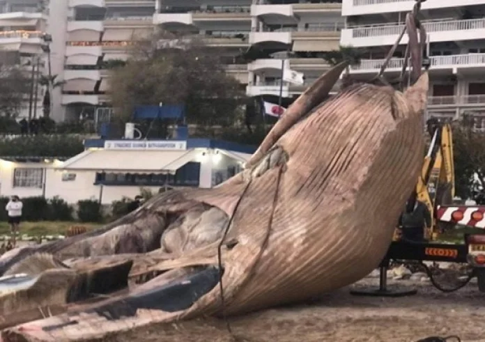 Πειραιάς: Νεκρή φάλαινα ξεβράστηκε στη Φρεαττύδα