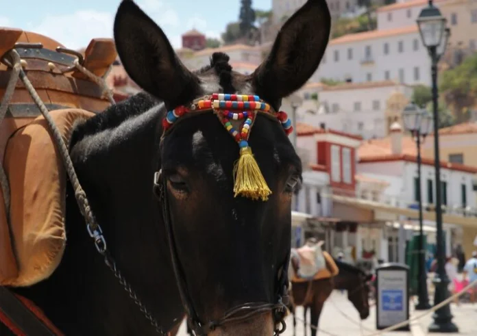 Νομοθετική ρύθμιση από την Κομισιόν για την προστασία των ιπποειδών, μετά τα περιστατικά κακοποίησης