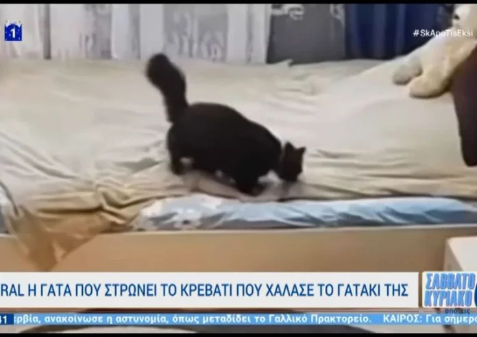 Απίστευτο βίντεο: Γάτα στρώνει το κρεβάτι που χάλασε το γατάκι της