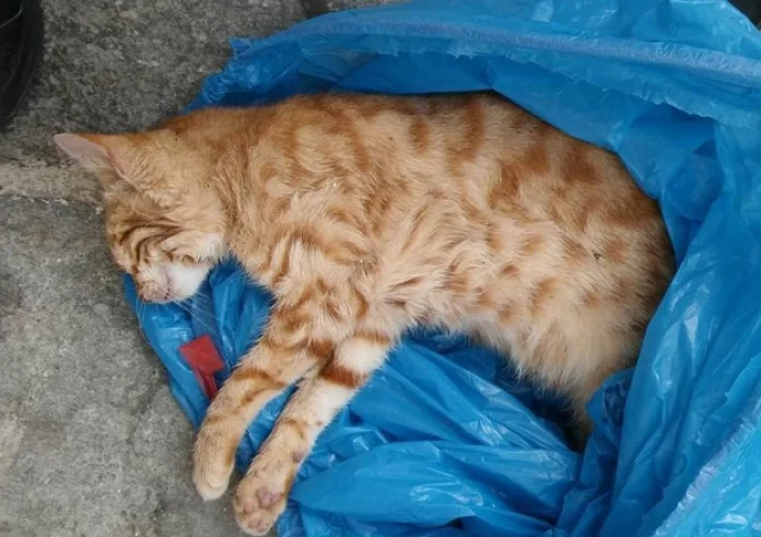 Πετρούπολη: Άγνωστος ρίχνει καυτό λάδι σε γάτες – Τον αναζητεί η αστυνομία