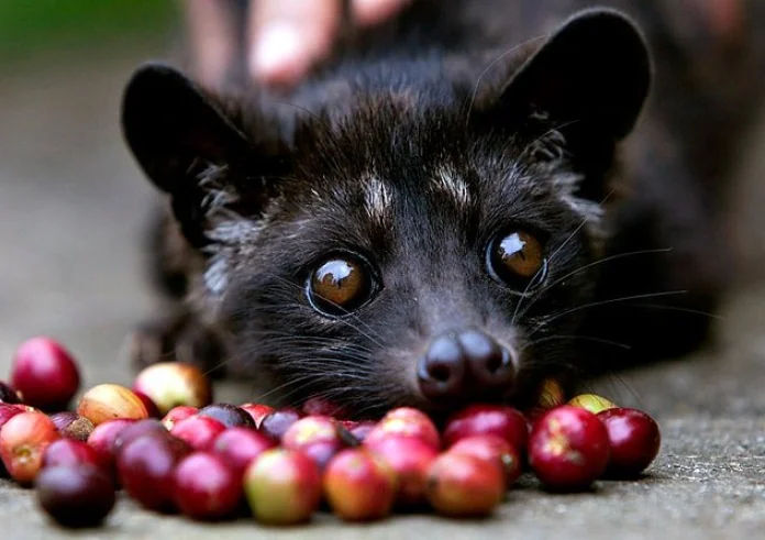 Luwak coffee από περιττώματα γάτας μόνο με 150 ευρώ το φλυτζάνι τώρα και στη Μύκονο