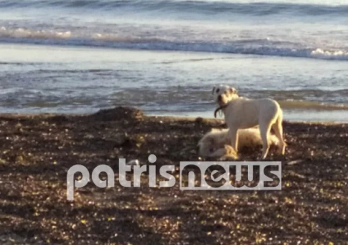 Μυστήριο με νεκρά πρόβατα σε παραλία της Ηλείας