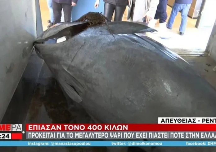 Ιόνιο: Έπιασαν το μεγαλύτερο ψάρι που έχει αλιευτεί την τελευταία δεκαετία στην Ελλάδα