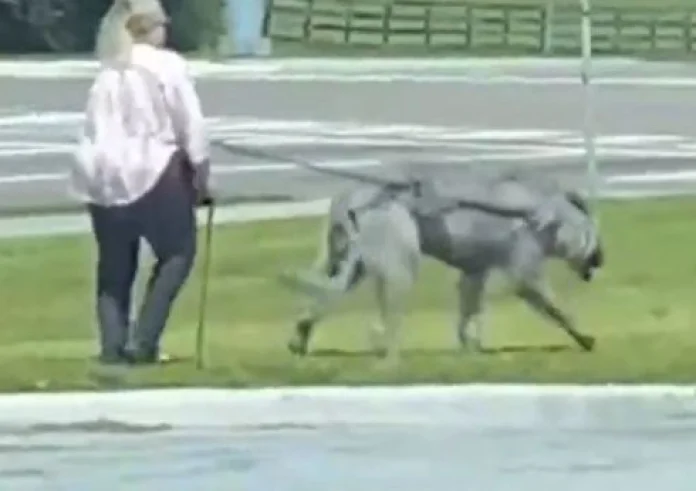 Ηλικιωμένη βγήκε για βόλτα με μυστήριο πλάσμα – Είναι ο λύκος του Jon Snow ή πείραμα από το Πεντάγωνο