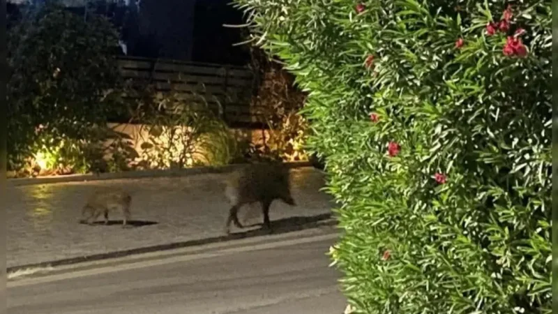 Ραφήνα: Αγριογούρουνα «κατέλαβαν» τη Λεωφόρο Μαραθώνος – Οδηγίες επιβίωσης για τους οδηγούς