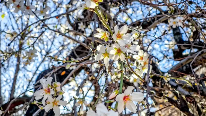 Από την «άνοιξη» στον χειμώνα: Πότε ο Μάρτης γίνεται «γδάρτης» με βροχές και κρύο